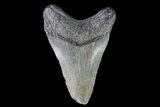 Juvenile Megalodon Tooth - Georgia #75332-1
